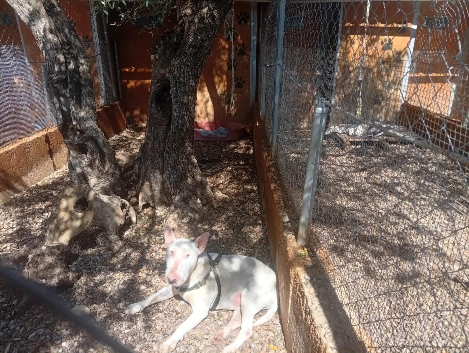 Tu residencia para perros de confianza en Zaragoza con trato personalizado y profesional
