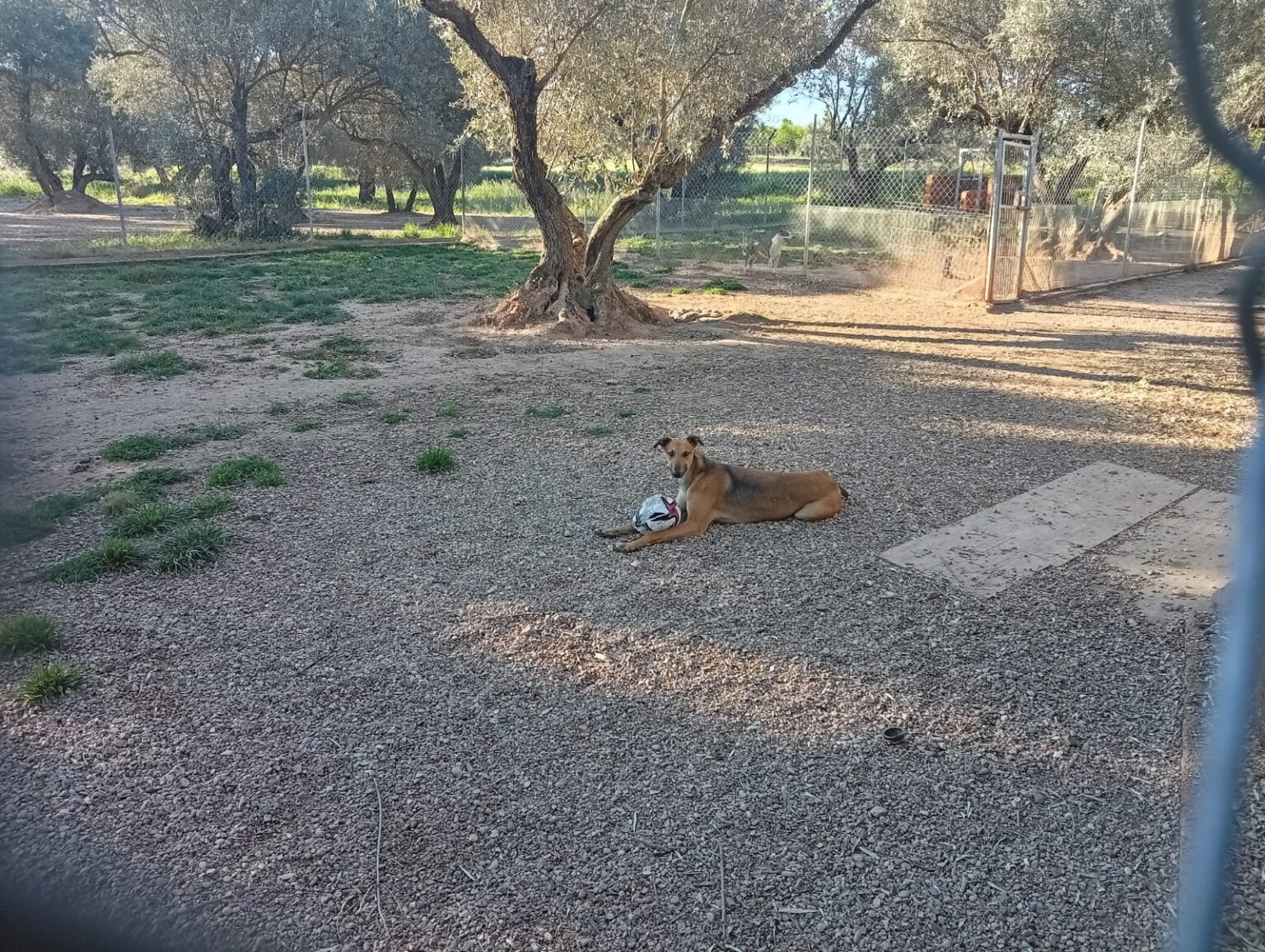Hospedaje canino