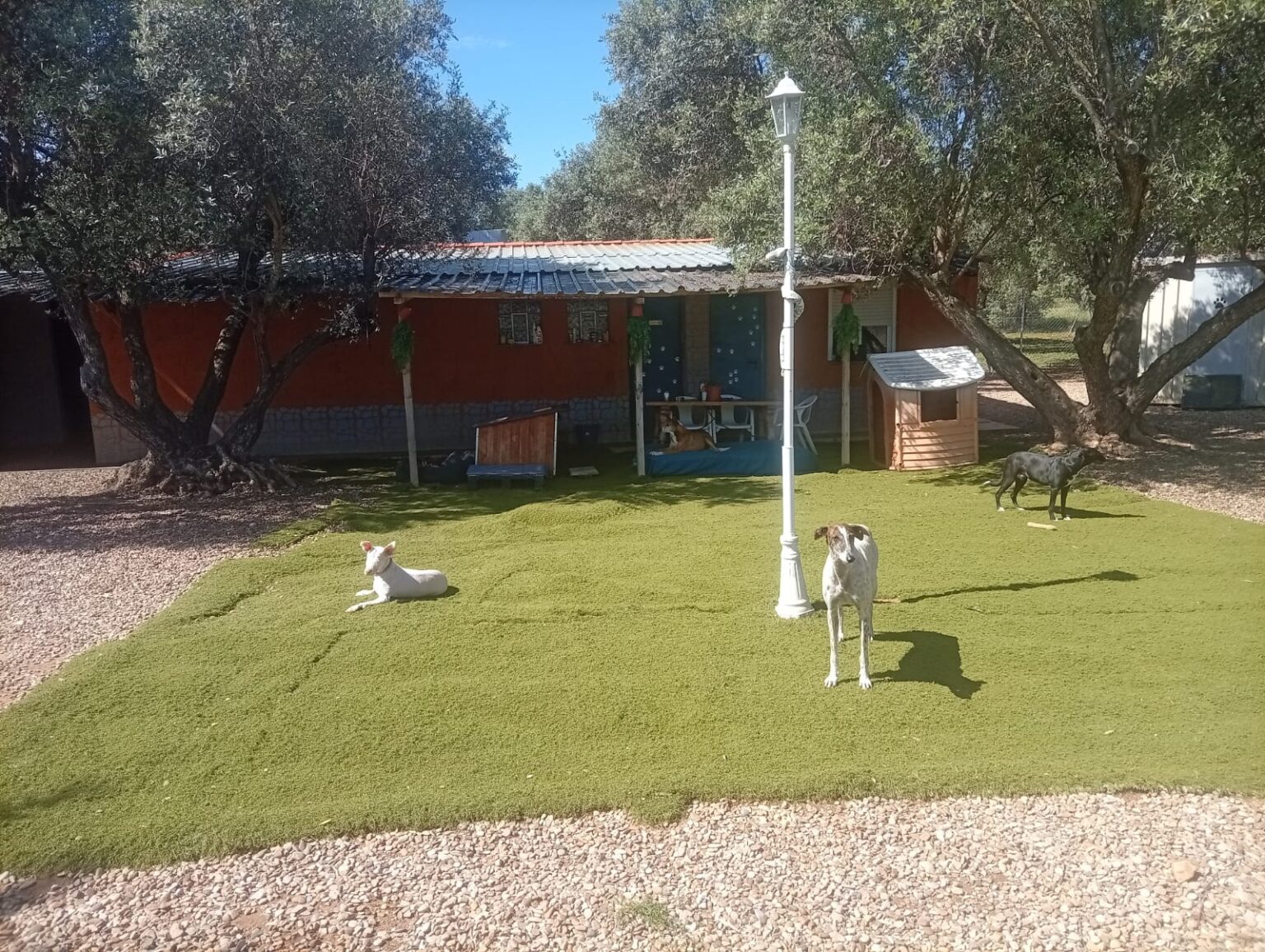 Planes de largas estancias para perros con tarifas mensuales económicas en Zaragoza y alrededores