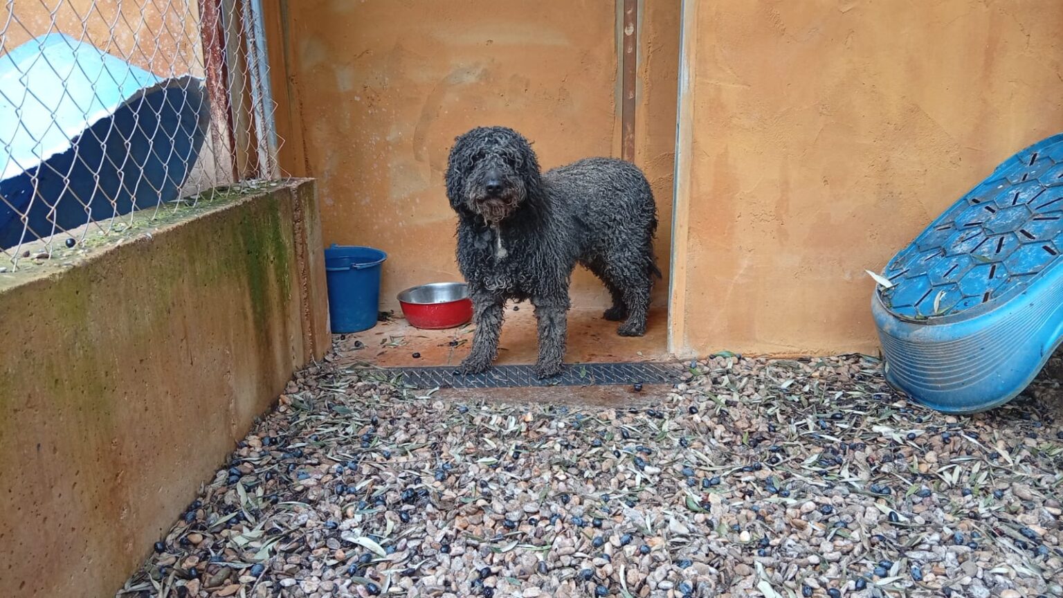 Alojamiento seguro y cómodo en plena naturaleza para nuestros peludos en Zaragoza: vigilancia 24h y atención individualizada